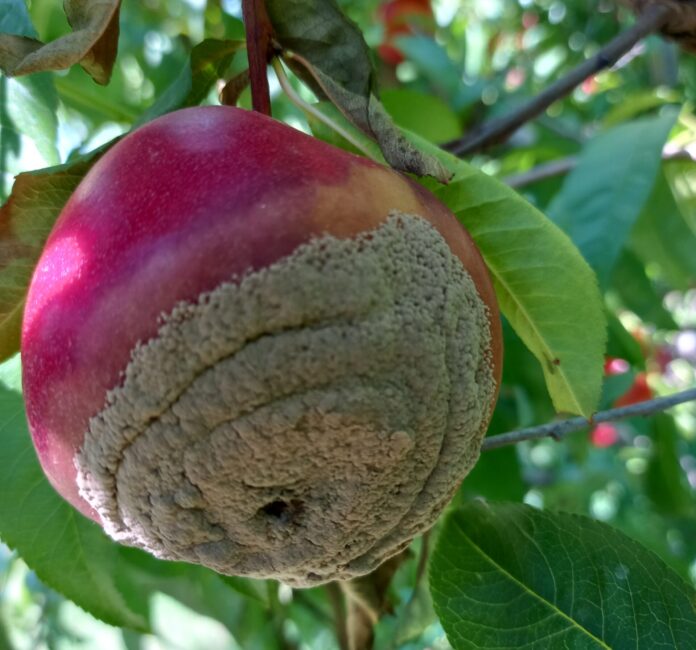moniliosi