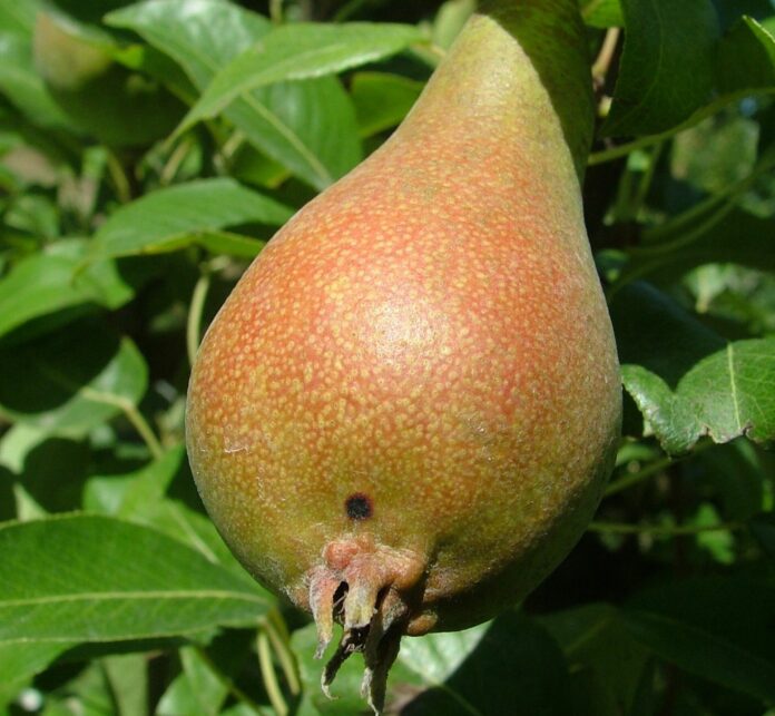 maculatura bruna pero