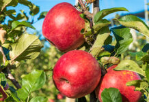 migliorare frutti