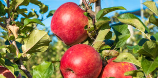 migliorare frutti