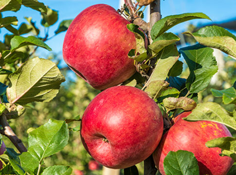 Migliorare le caratteristiche qualitative dei frutti migliorare frutti