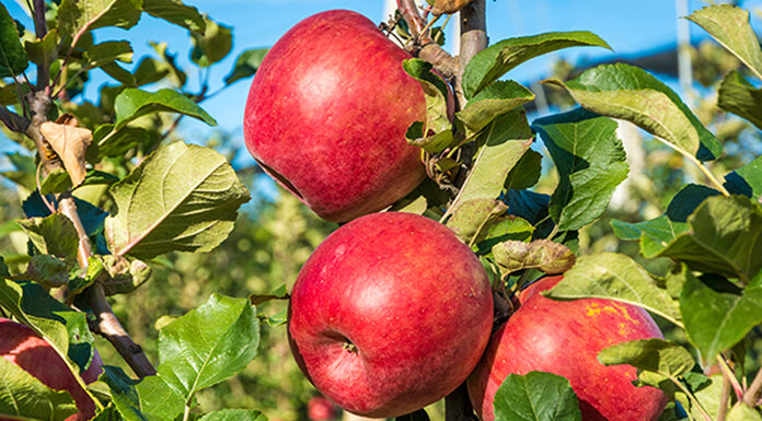 migliorare frutti
