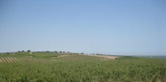 altissima densit&agrave;
