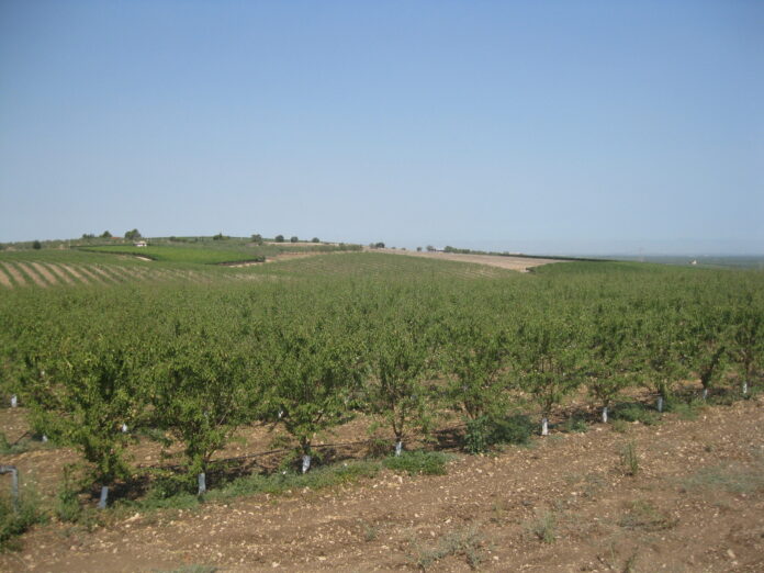 altissima densità