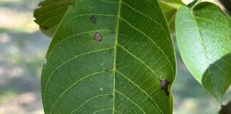 Antracnosi del noce: prima di tutto l’agronomia antracnosi noce