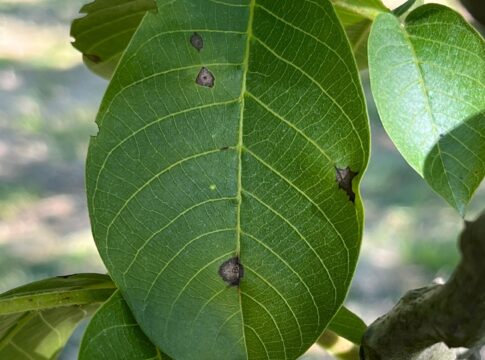 Antracnosi del noce: prima di tutto l’agronomia antracnosi noce