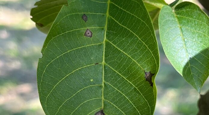 Antracnosi del noce: prima di tutto l’agronomia antracnosi noce