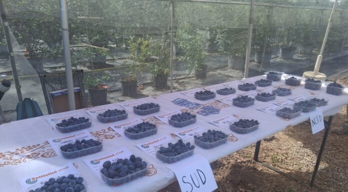 Dalla genetica al mercato: le nuove sfide della frutticoltura