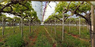 Uva da tavola: nel vigneto moderno l’innovazione è soprattutto agronomica impianto uva da tavola
