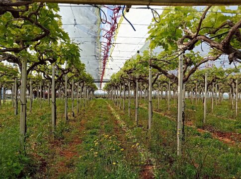 Uva da tavola: nel vigneto moderno l’innovazione è soprattutto agronomica impianto uva da tavola