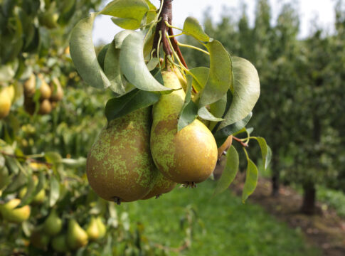Produzione di pere in Italia: più 17% rispetto alla stagione passata produzione pere