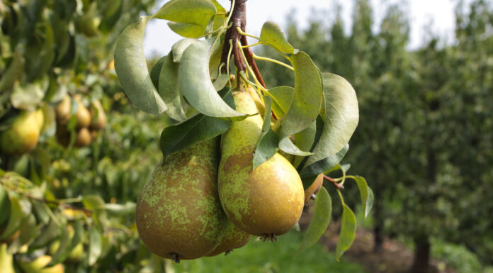 Produzione di pere in Italia: più 17% rispetto alla stagione passata produzione pere