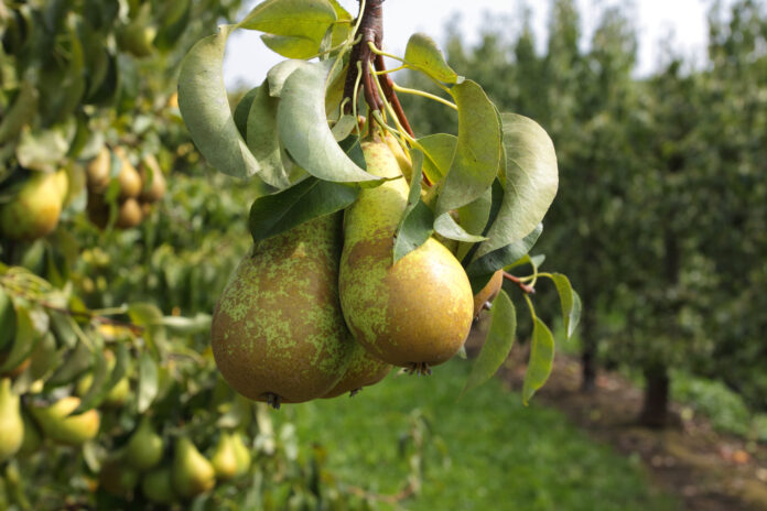 produzione pere