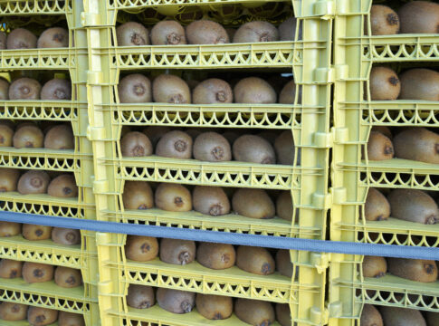 Il Vietnam apre al kiwi italiano kiwi in Vietnam