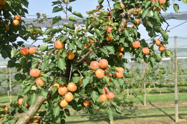 costi produzione