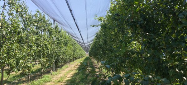 produzione pere