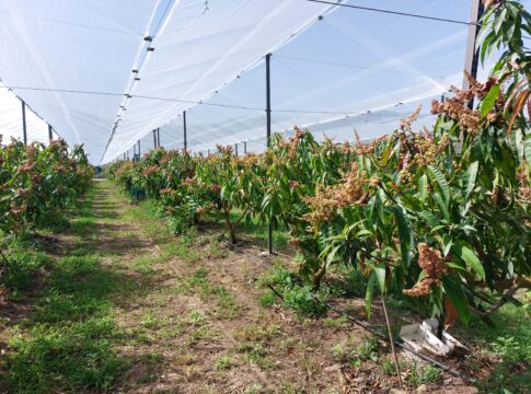 Mango, intelligenza artificiale per monitorare la fenologia intelligenza artificiale mango