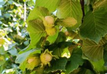 Nocciole, in Piemonte le previsioni per la raccolta sono positive nocciolo Piemonte