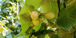 nocciolo Piemonte