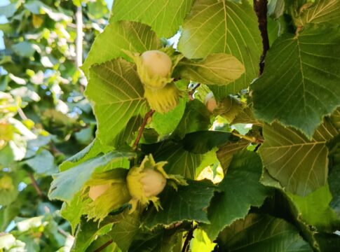 Nocciole, in Piemonte le previsioni per la raccolta sono positive nocciolo Piemonte