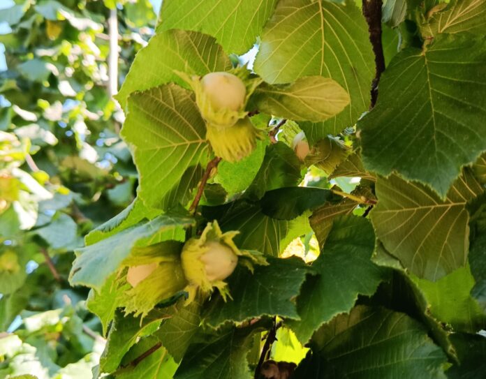 nocciolo Piemonte