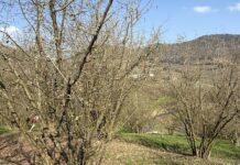 Mal dello stacco del nocciolo: si cercano nuove soluzioni di difesa nocciolo mal dello stacco