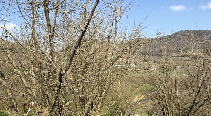 Mal dello stacco del nocciolo: si cercano nuove soluzioni di difesa nocciolo mal dello stacco