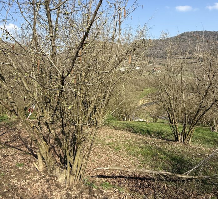 nocciolo mal dello stacco