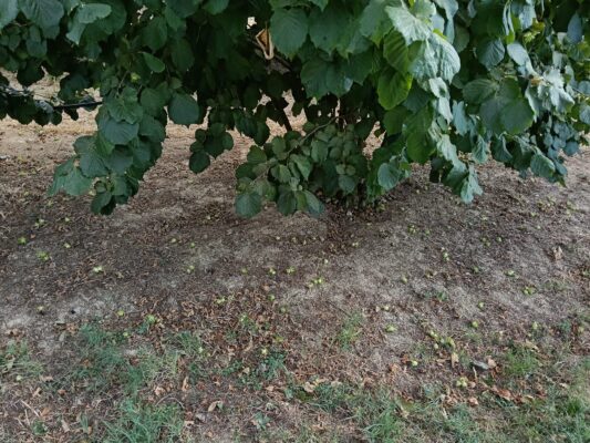 nocciolo Piemonte