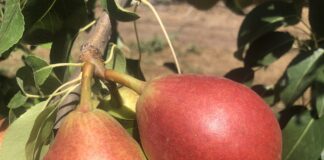 Pero, l’innovazione varietale è alla base del rilancio pero varietà