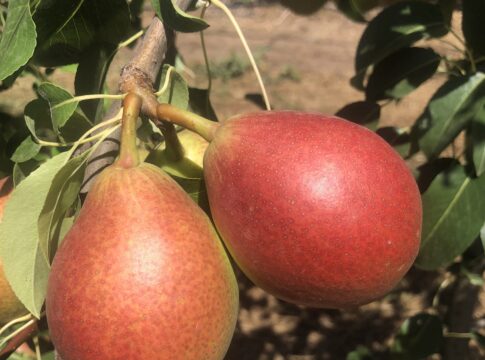 Pero, l’innovazione varietale è alla base del rilancio pero varietà