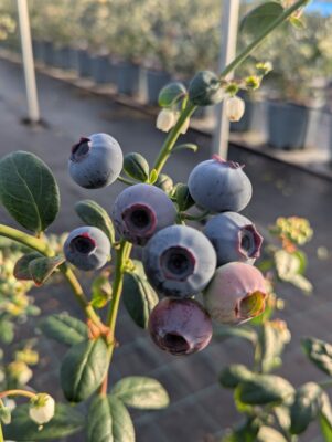 mirtillo siciliano AgroBlu