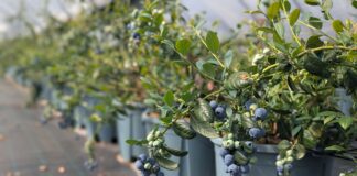 AgroBlu, il mirtillo siciliano che punta a rivoluzionare l’ortofrutta premium mirtillo siciliano AgroBlu
