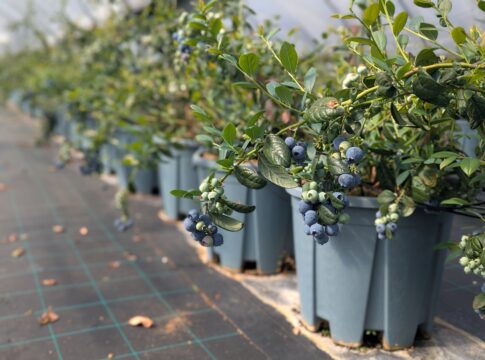 AgroBlu, il mirtillo siciliano che punta a rivoluzionare l’ortofrutta premium mirtillo siciliano AgroBlu