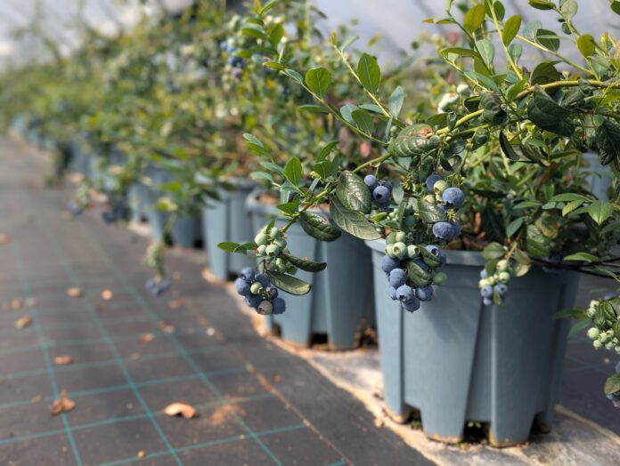 mirtillo siciliano AgroBlu