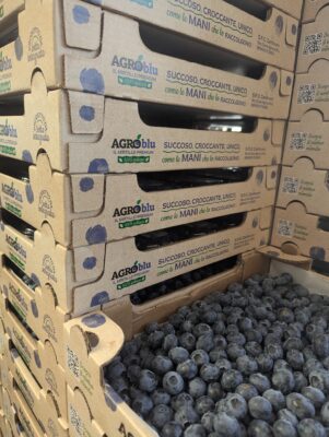 mirtillo siciliano AgroBlu