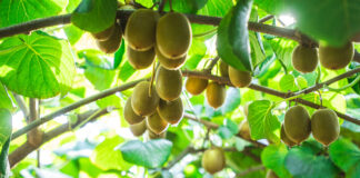 Actinidia, la tecnica agronomica torna al primo posto