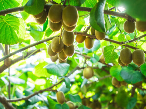 Actinidia, la tecnica agronomica torna al primo posto