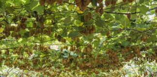 Progetto Kvds, Zespri: nuove evidenze scientifiche per contrastare la morìa morìa kiwi