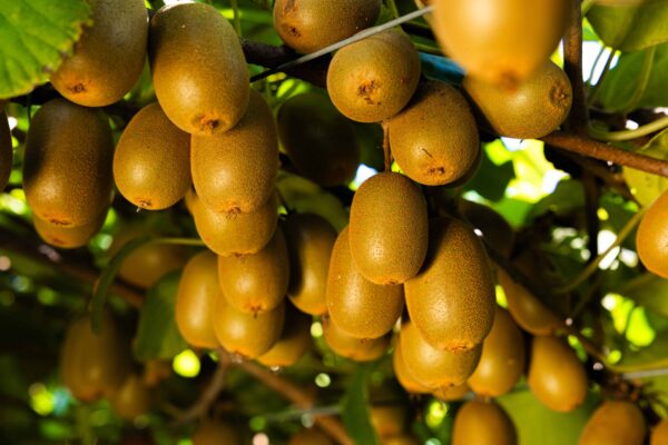 actinidia
