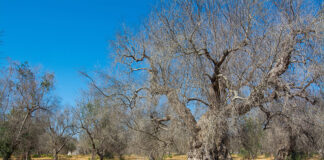 Xylella, dal Cnr di Bari l’indagine europea per gestirla al meglio