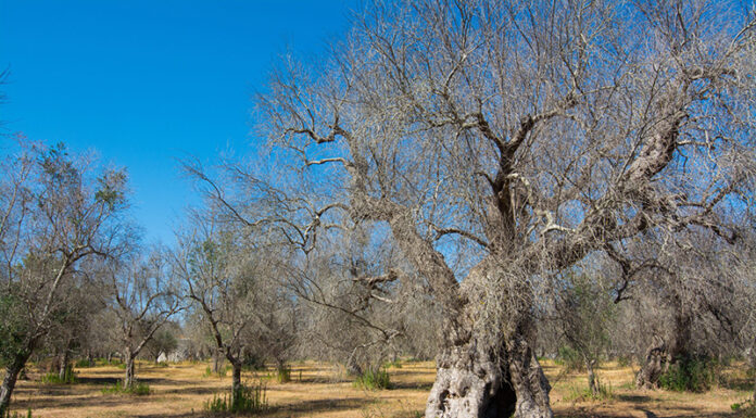 Xylella, dal Cnr di Bari l’indagine europea per gestirla al meglio