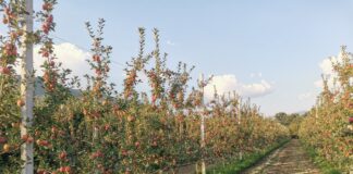 Fertilizzazione autunnale di vigneto e frutteto: quando intervenire e quali nutrienti scegliere fertilizzazione frutteto