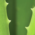 aloe_vera