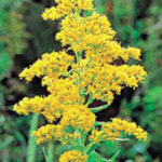 solidago
