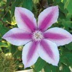clematis