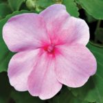 impatiens