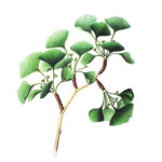 Ginkgo_biloba