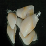 Corona-di-tipo-avvitata