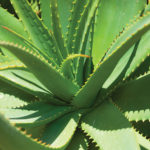 Aloe-vera